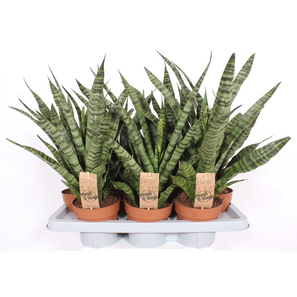 Sansevieria Diamond Green.