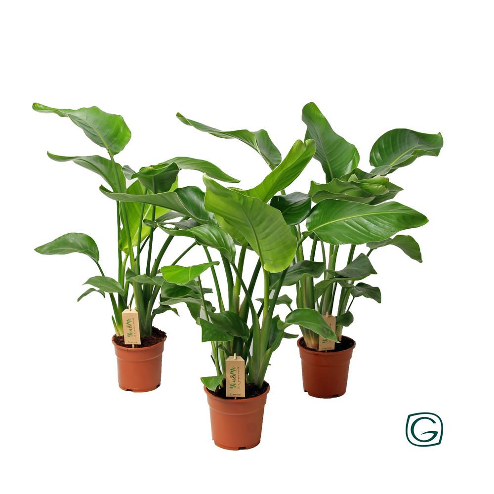 Strelitzia p17.
