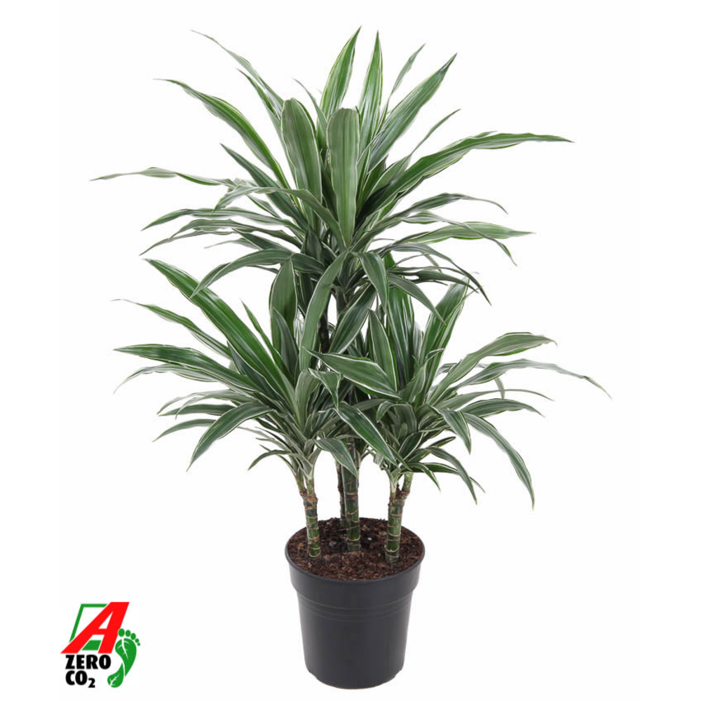 Dracaena Warneckei 45-carrousel.