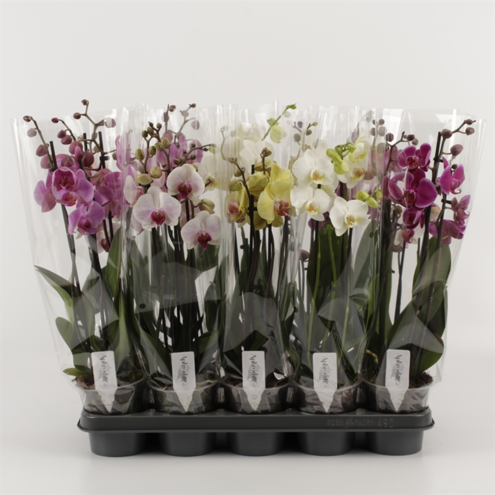 Phalaenopsis gemengd 4 tak gemengd compact.