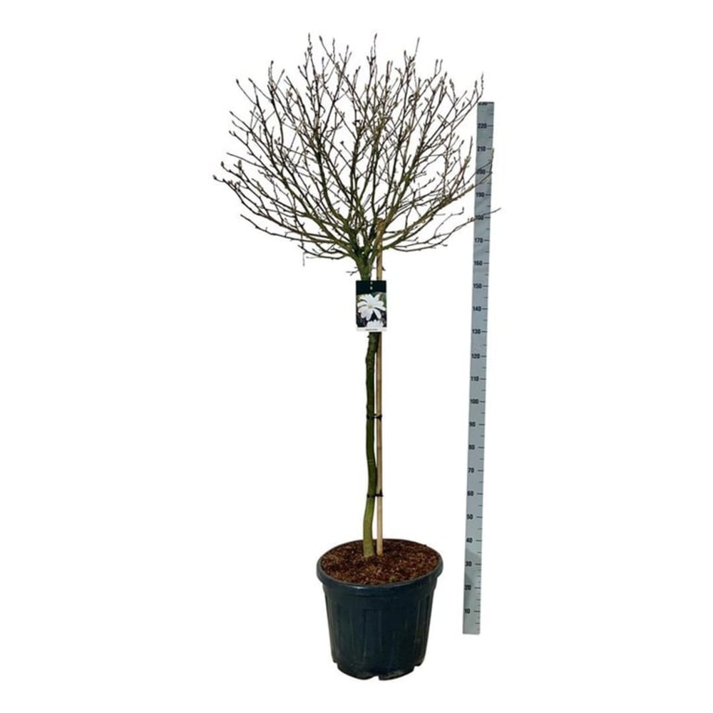 Magnolia stellata.