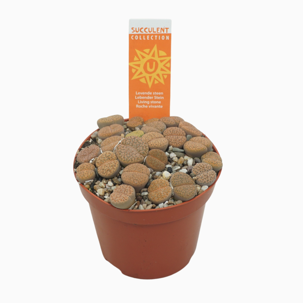 Levende stenen 8,5 cm Lithops leslei met etiket.