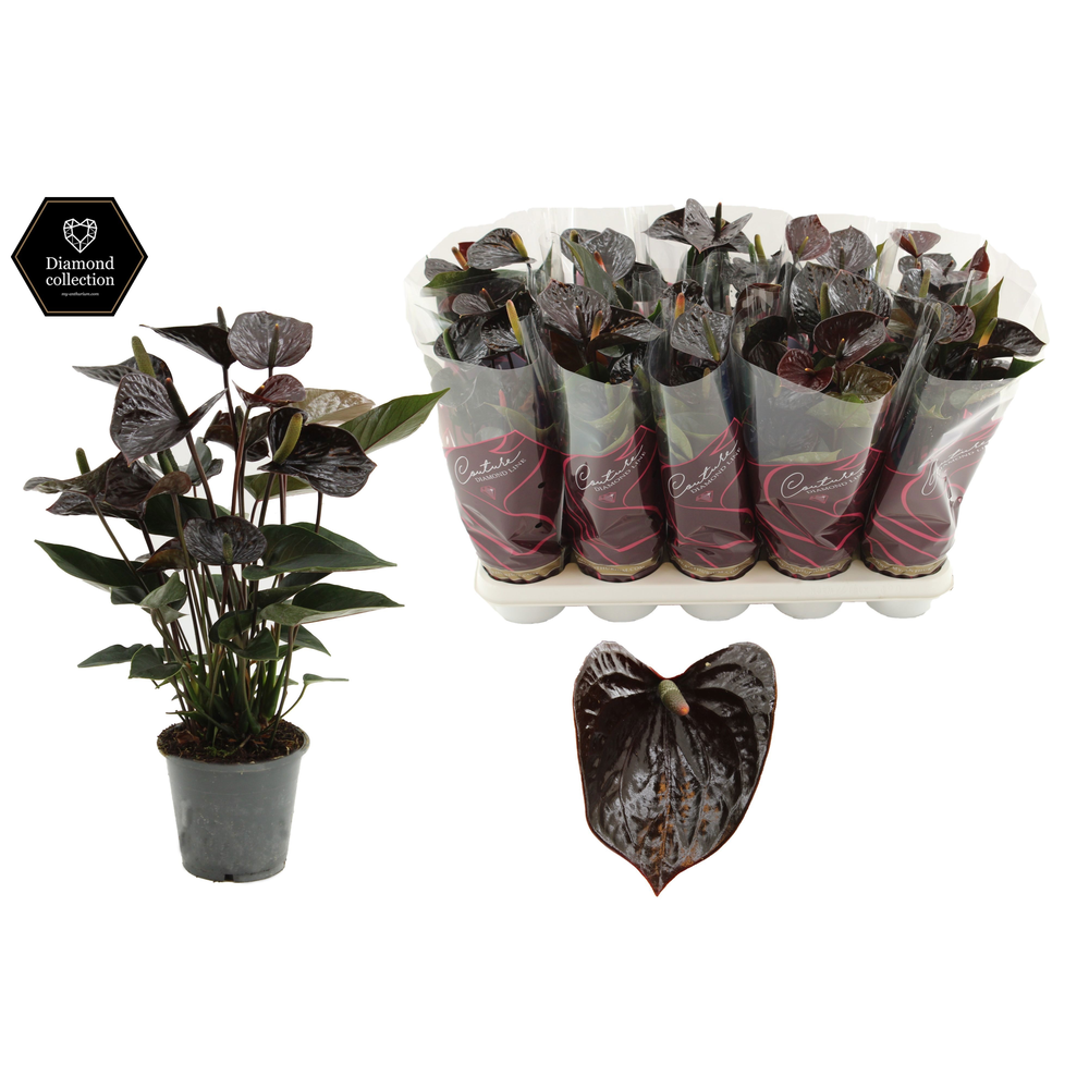 Anthurium Black Love in Couture Diamond sleeve.