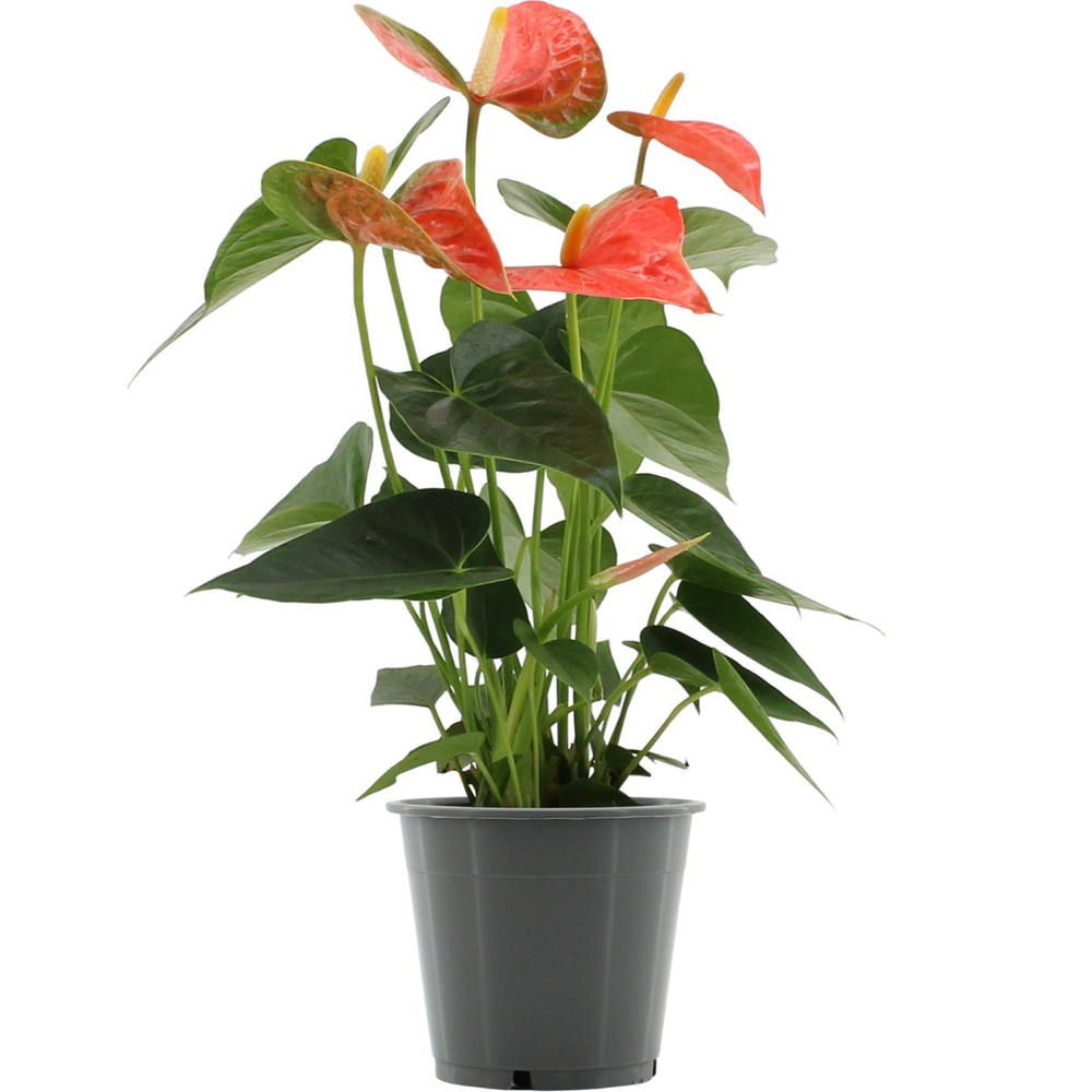 Anthurium Prince of Orange in transparant sleeve.