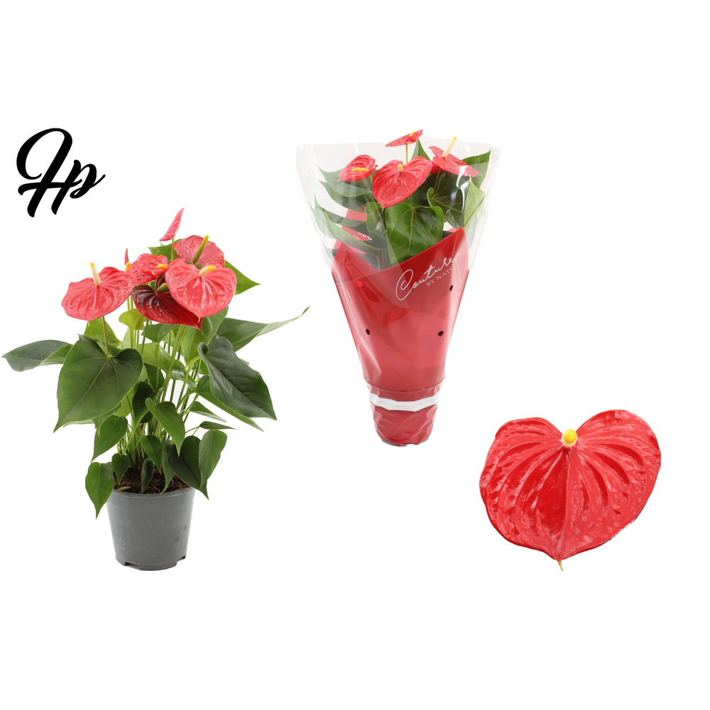 Anthurium 14 cm Esudo in Couture sleeve.