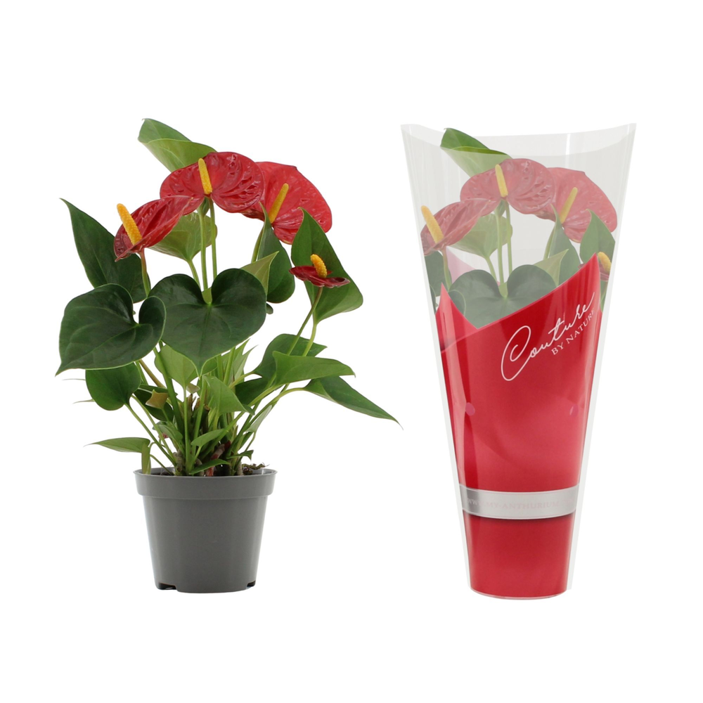 Anthurium Success Red in Couture sleeve.