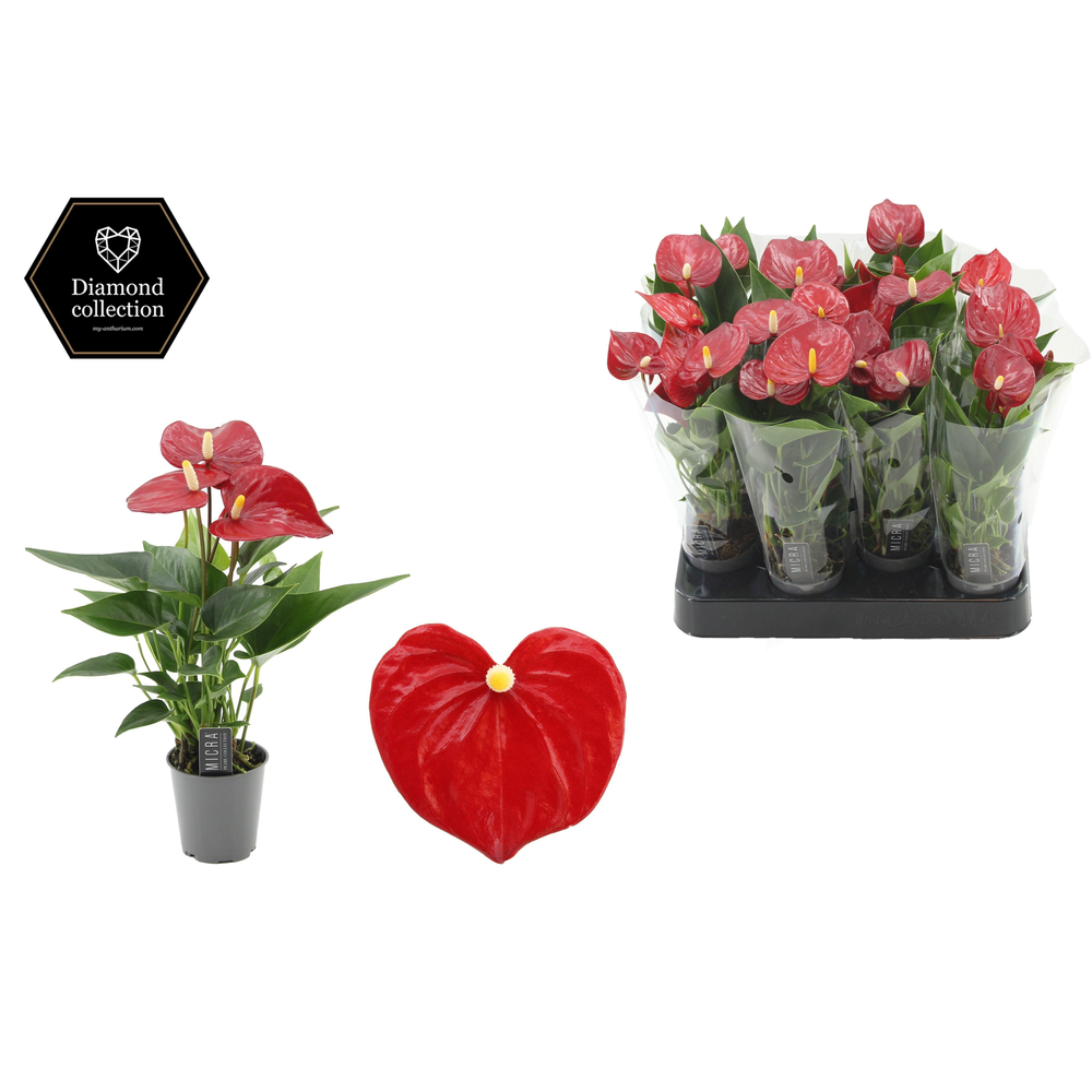 Anthurium 6 cm Pearl Micra in transparant sleeve.