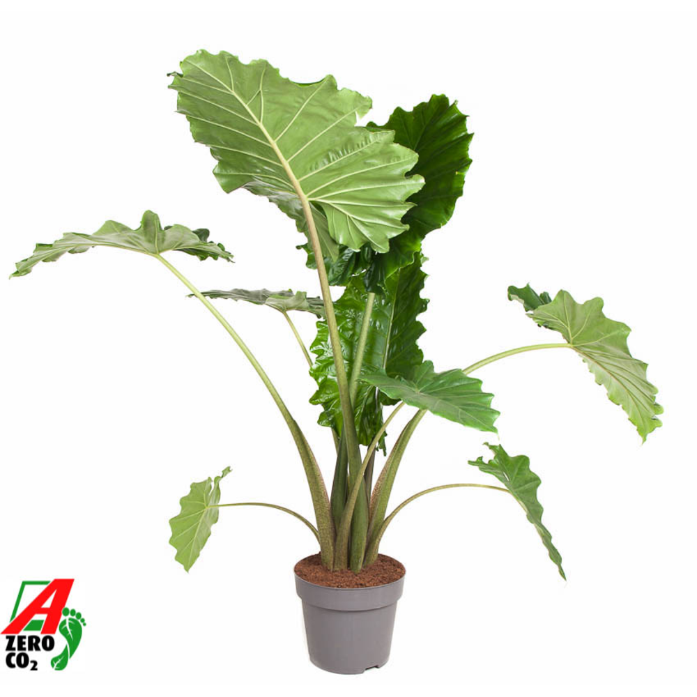 Alocasia Portodora (NO GAP).