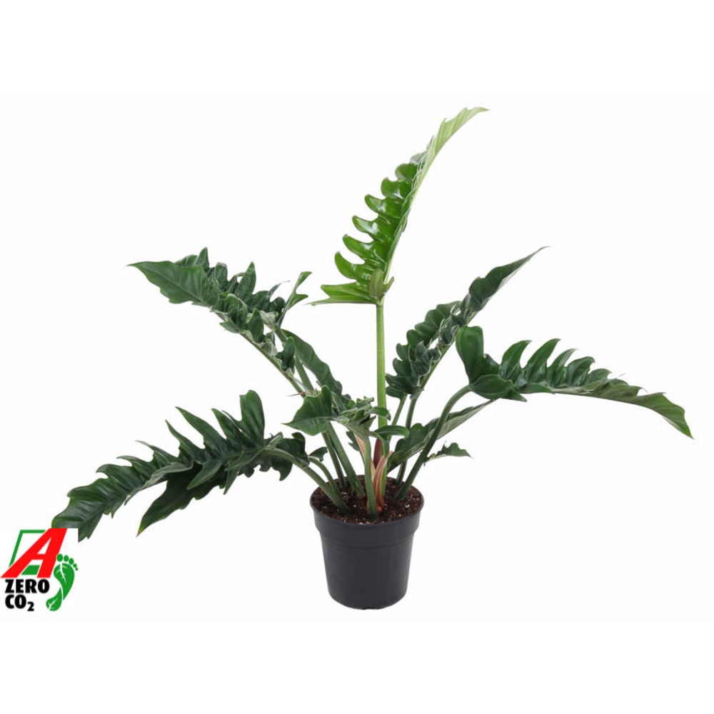 Philodendron Narrow P19.