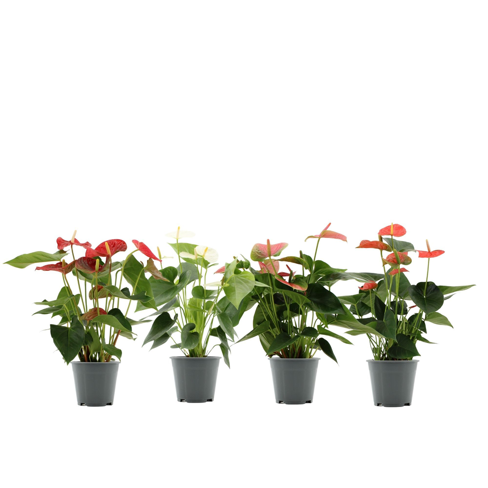 Anthurium 4 color mix in transparant sleeve.