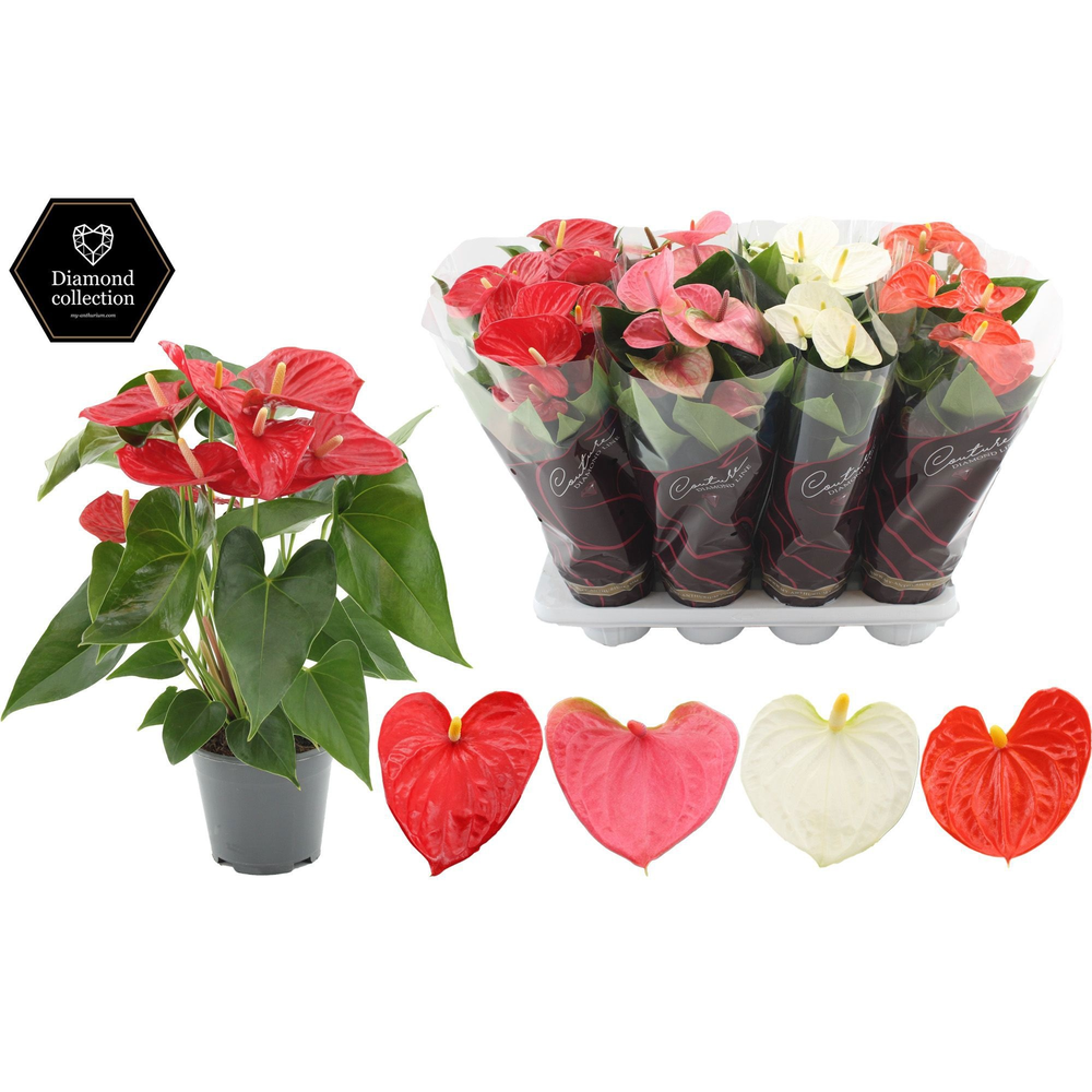 Anthurium 14 cm 3 color mix - Diamond Hoes.