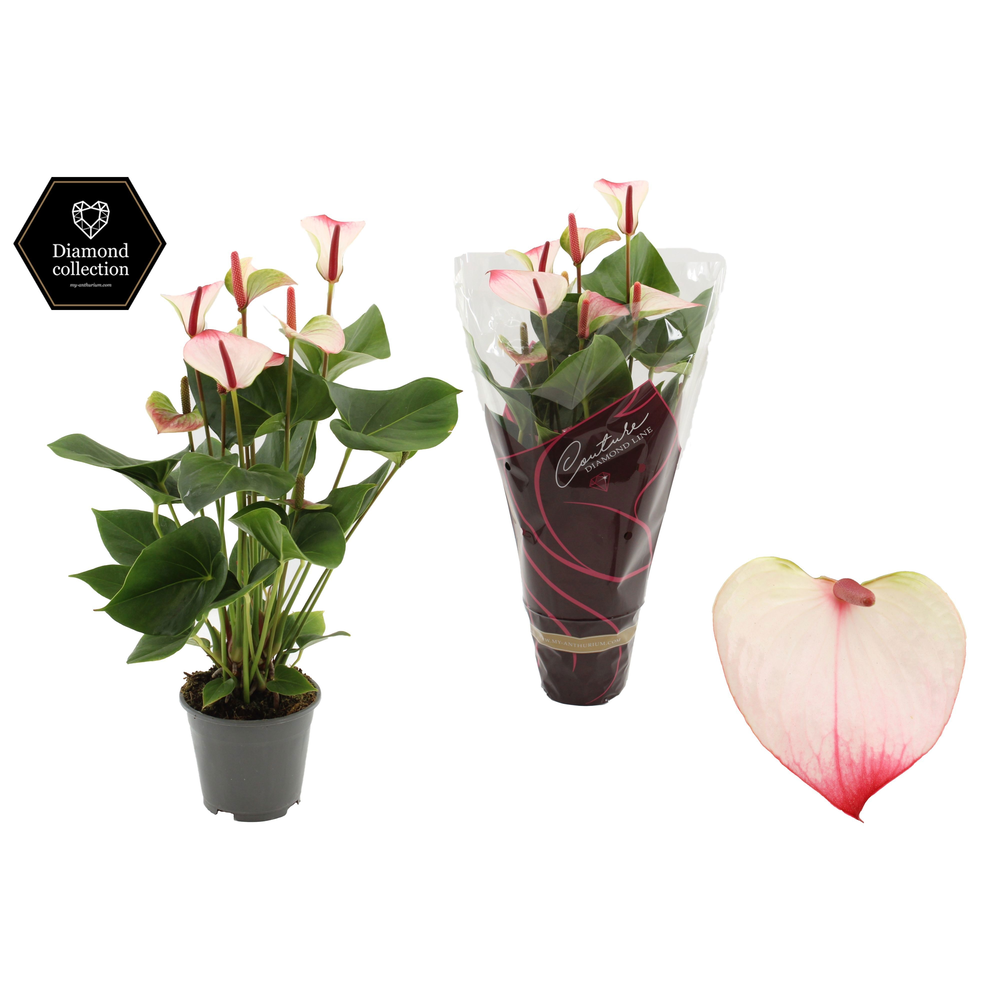 Anthurium Amalia Elegance in Couture Diamond Line .
