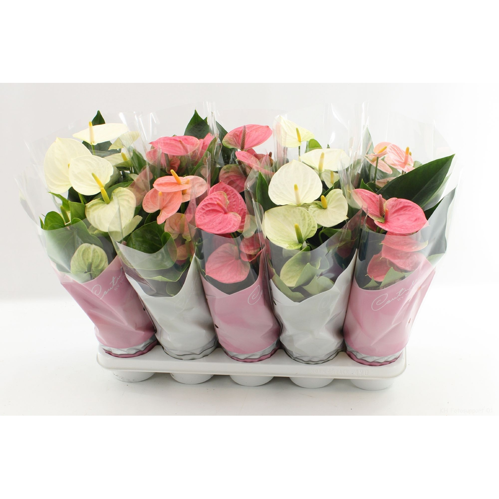 Anthurium 4 color mix in Couture sleeve.