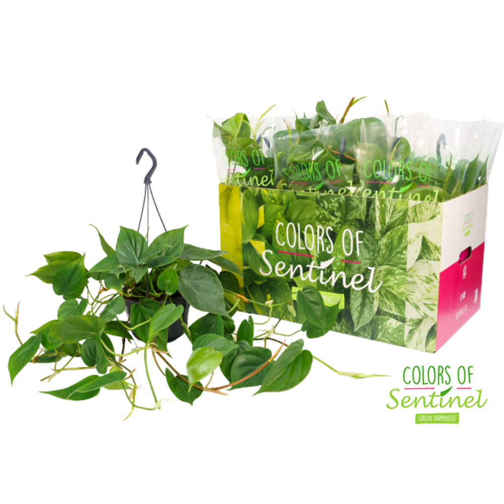 Philodendron Scandens - Hangpot.