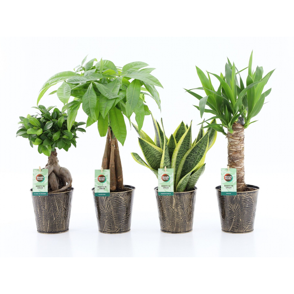 Amazone Mix in Iron-Leaf.