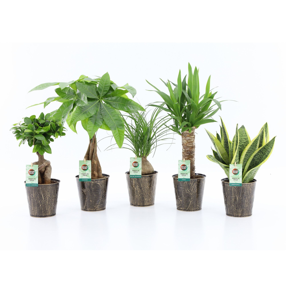 Easy to Care mix in Iron Leaf.
