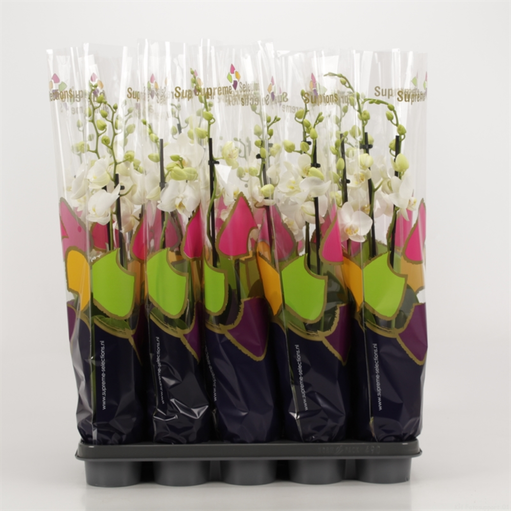 Phalaenopsis overig wit 3 tak wit in Supreme Selec.