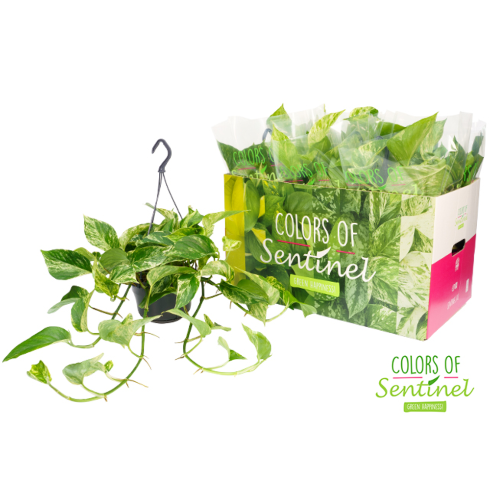 Epipremnum Pinnatum Marble Queen - Hangpot.