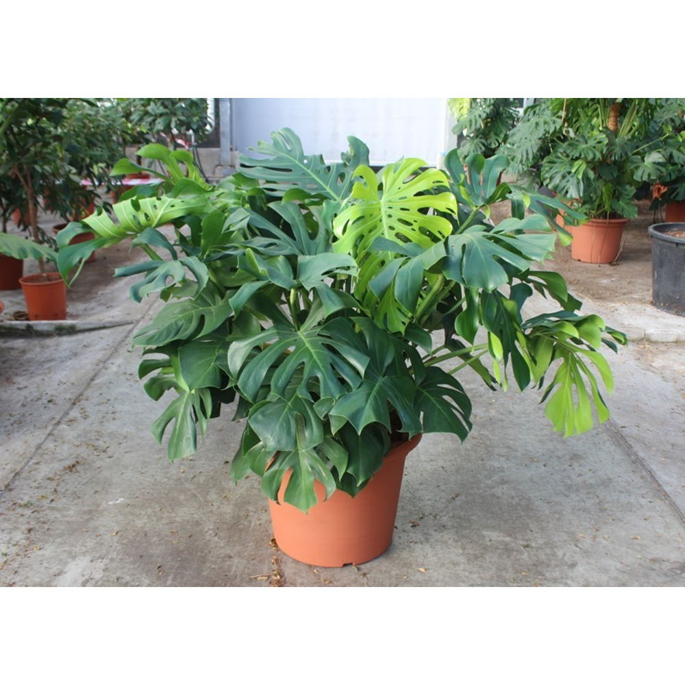 Monstera deliciosa.