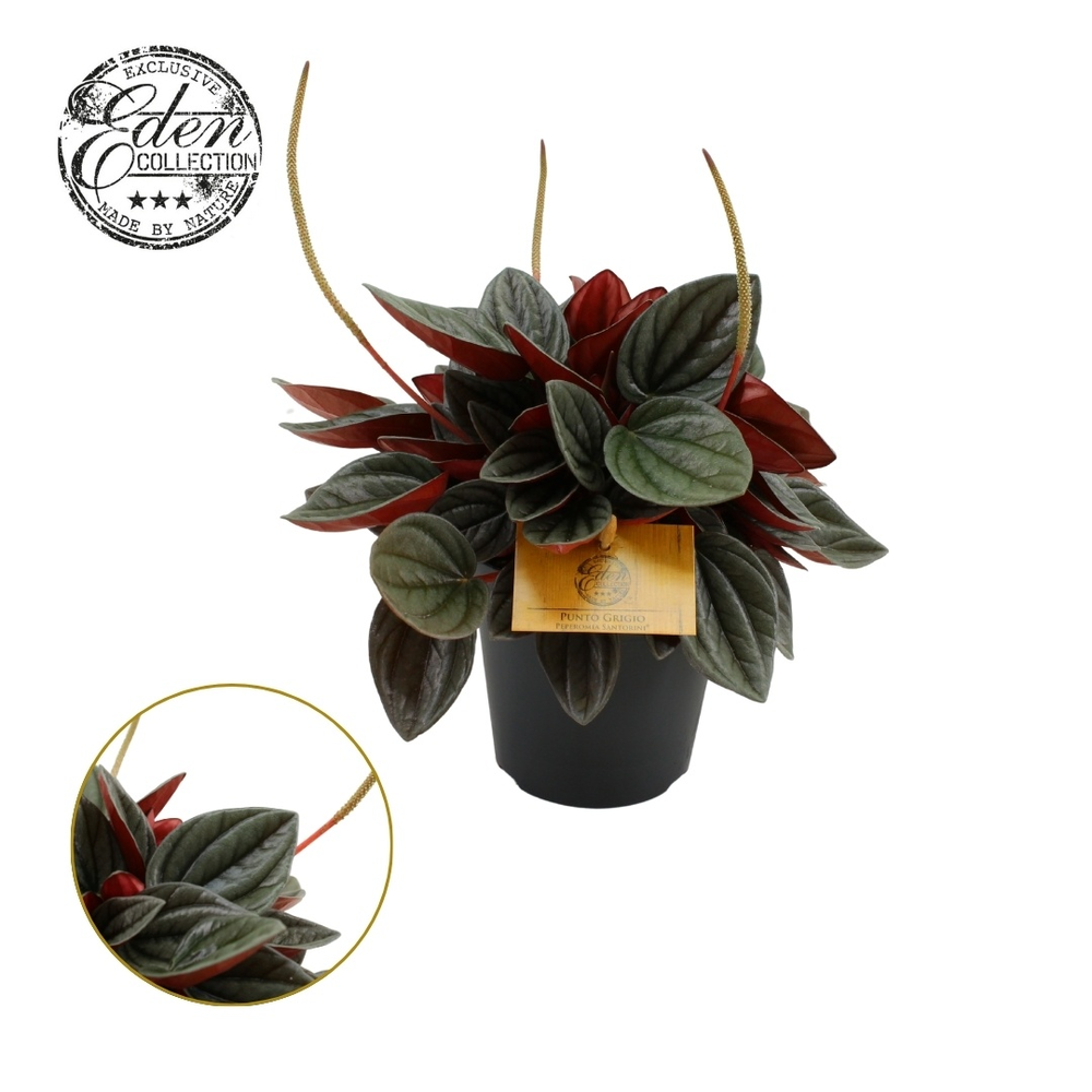 Peperomia Santorini 12cm.