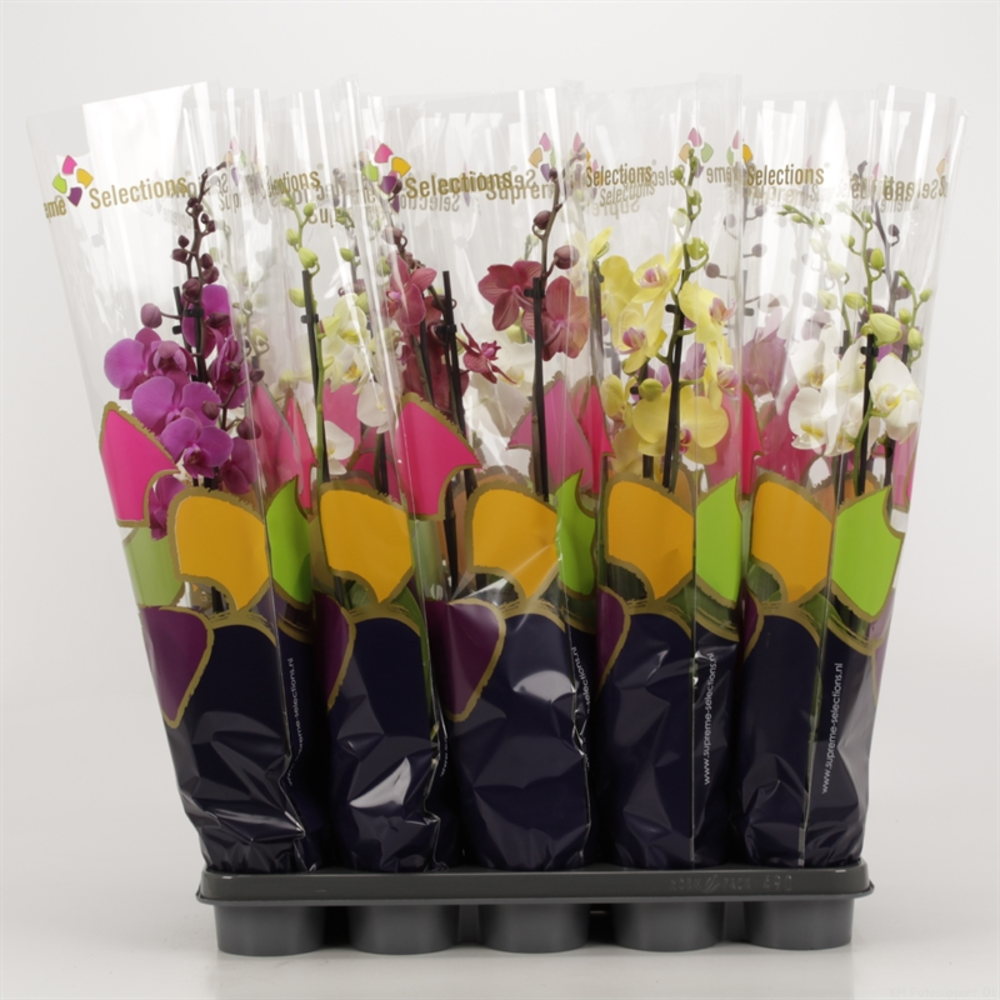Phalaenopsis gemengd 3 tak gemengd in Supreme Sele.
