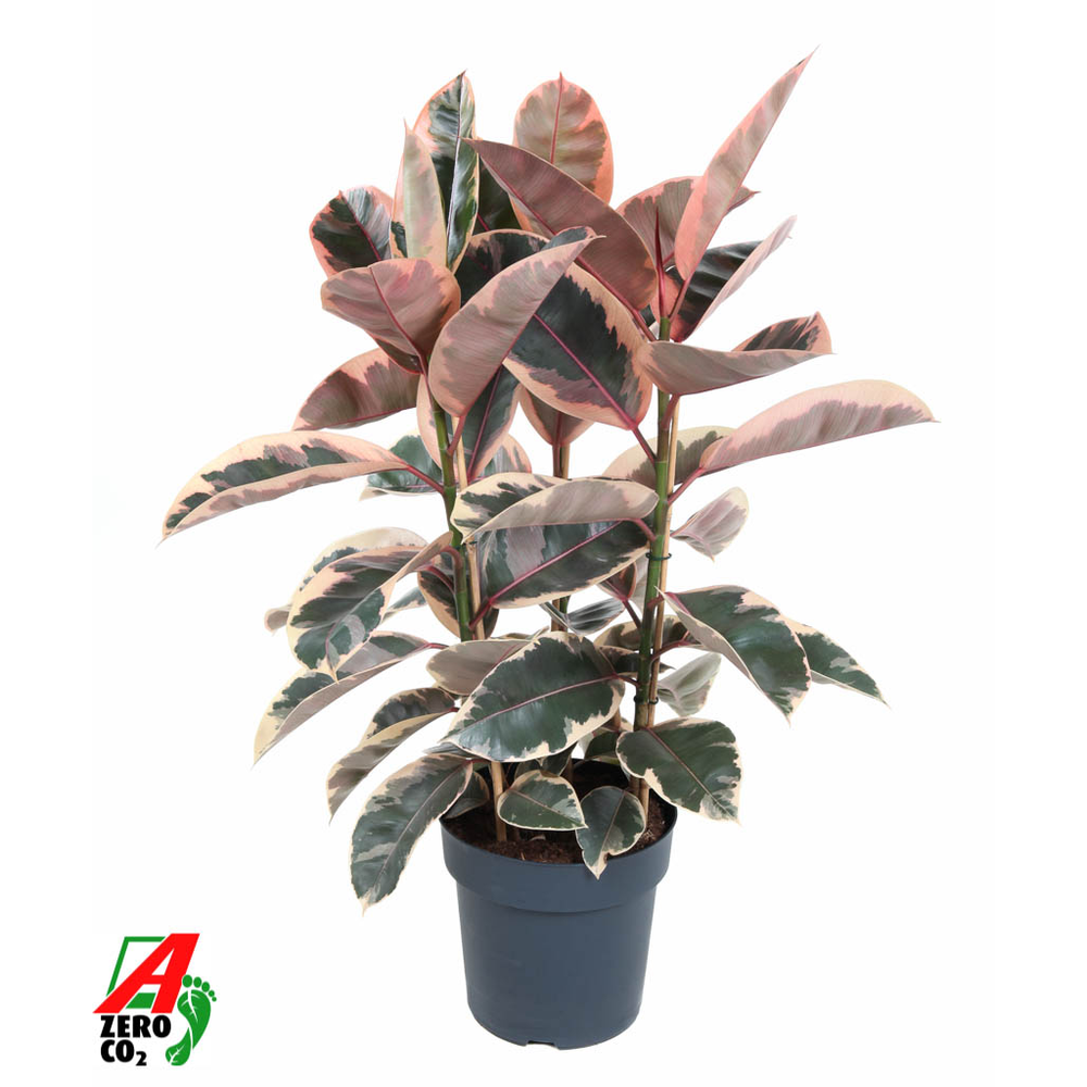 Ficus Elastica Belize 3PP P27.