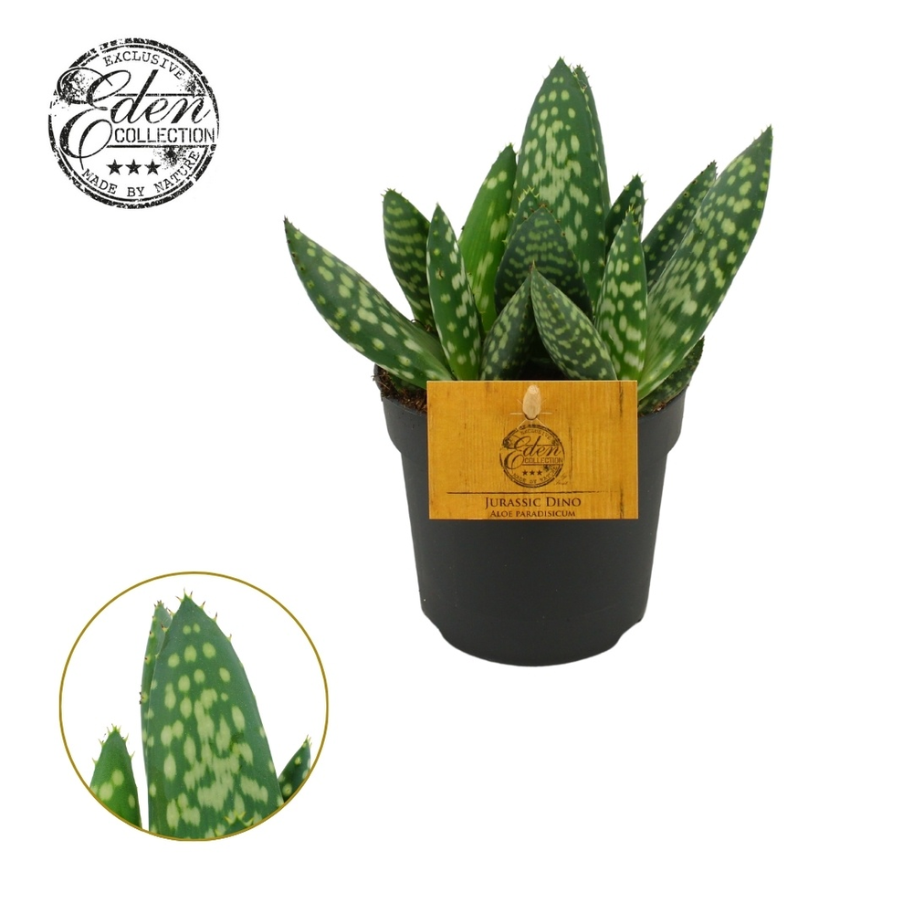 Aloe Paradisicum 10,5cm.