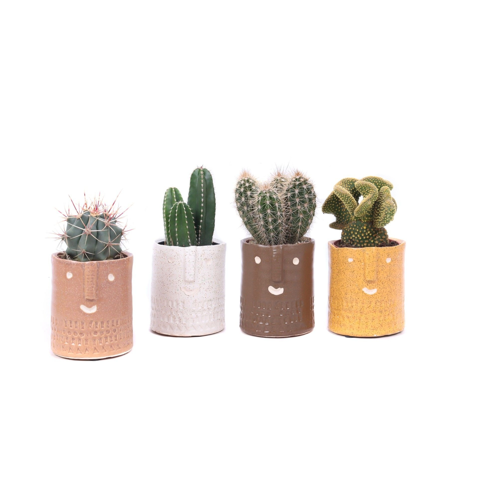 Cactus mix 8,5 cm in Zamora sierpot.
