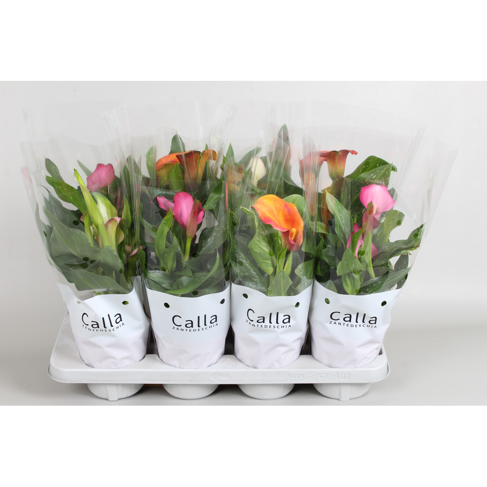 Zantedeschia gemengd Castlemix.