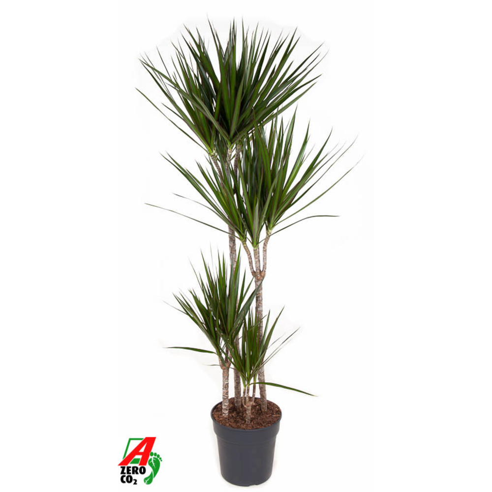 Dracaena Marginata 90-60-30-15.