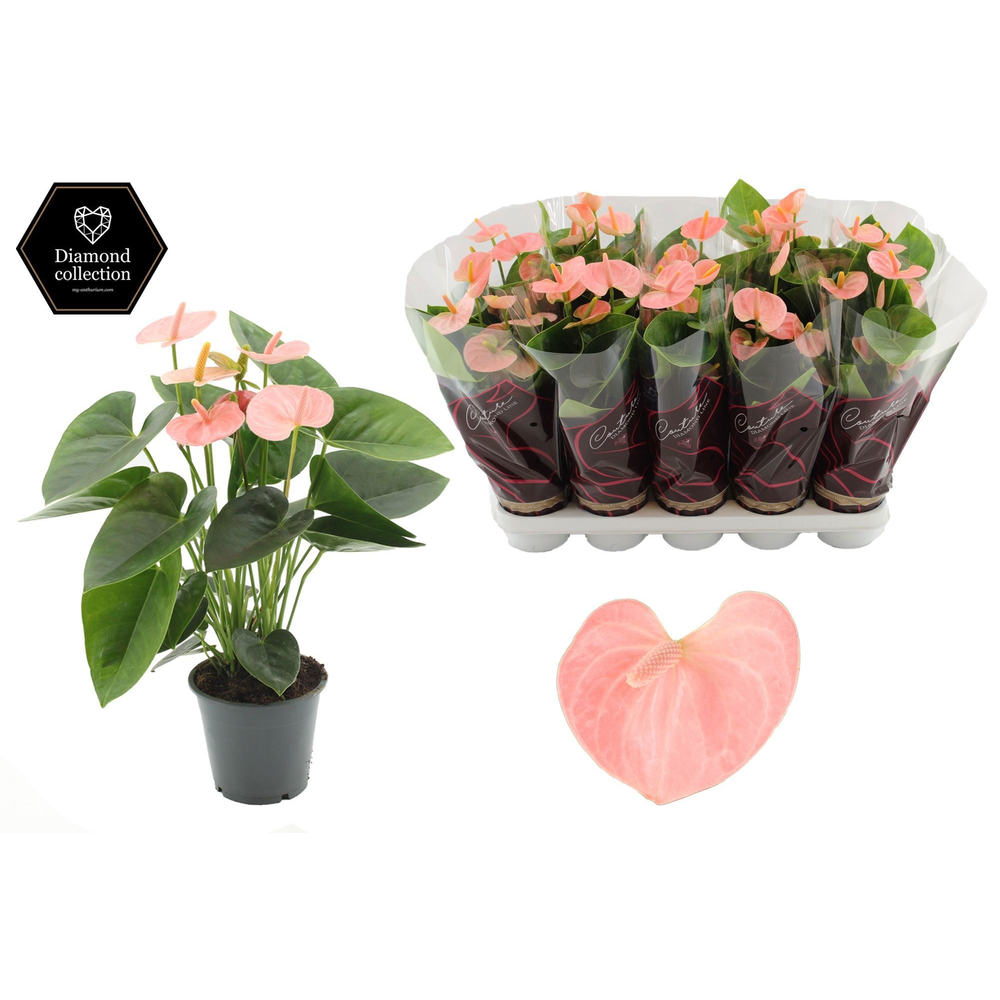 Anthurium Spirit in Couture Diamond Line Purple sl.