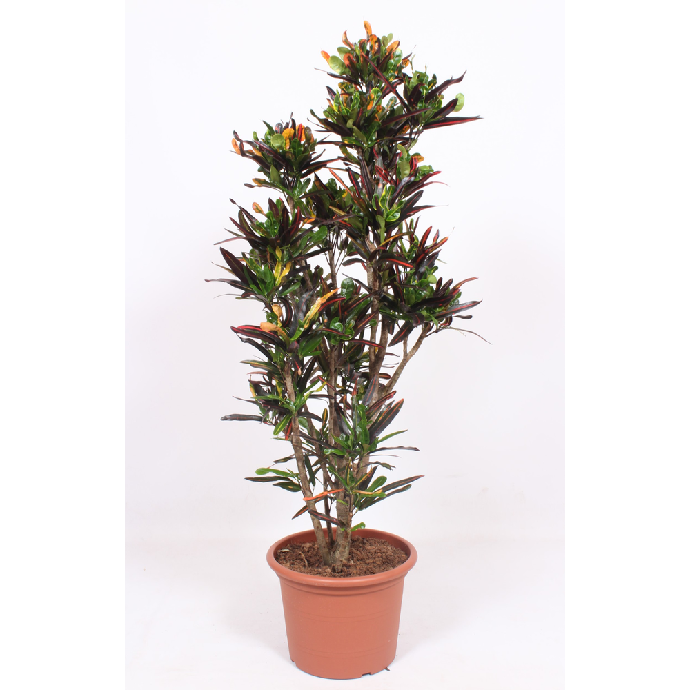 Codiaeum Mammi (Croton Mammi).