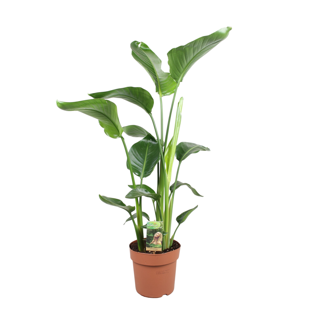 Strelitzia Nicolai - hoogte 90-100.
