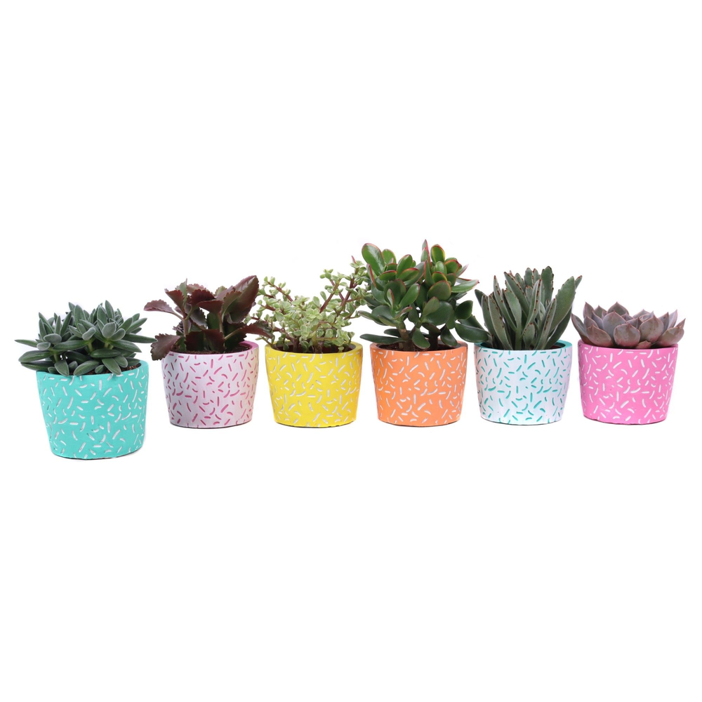 Succulent mix 10,5 cm in Merida sierpot.