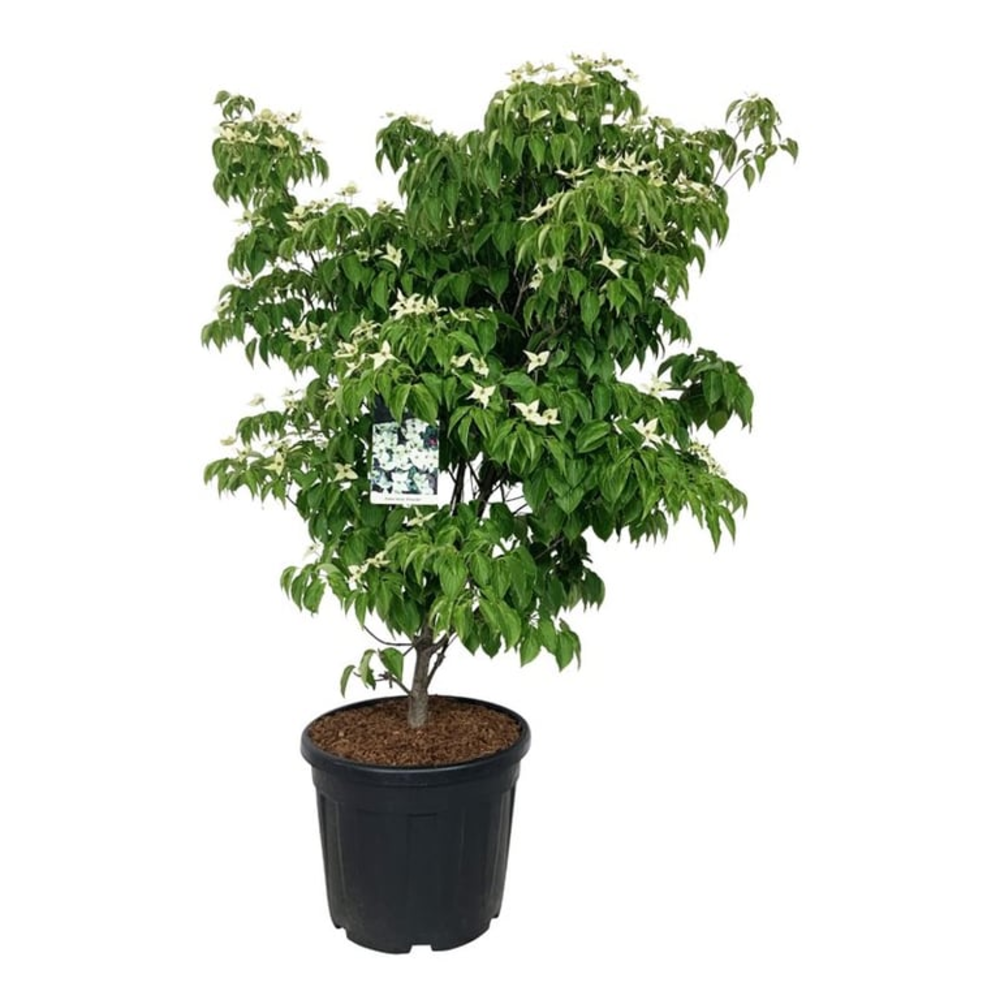 Cornus kousa 'China Girl'.