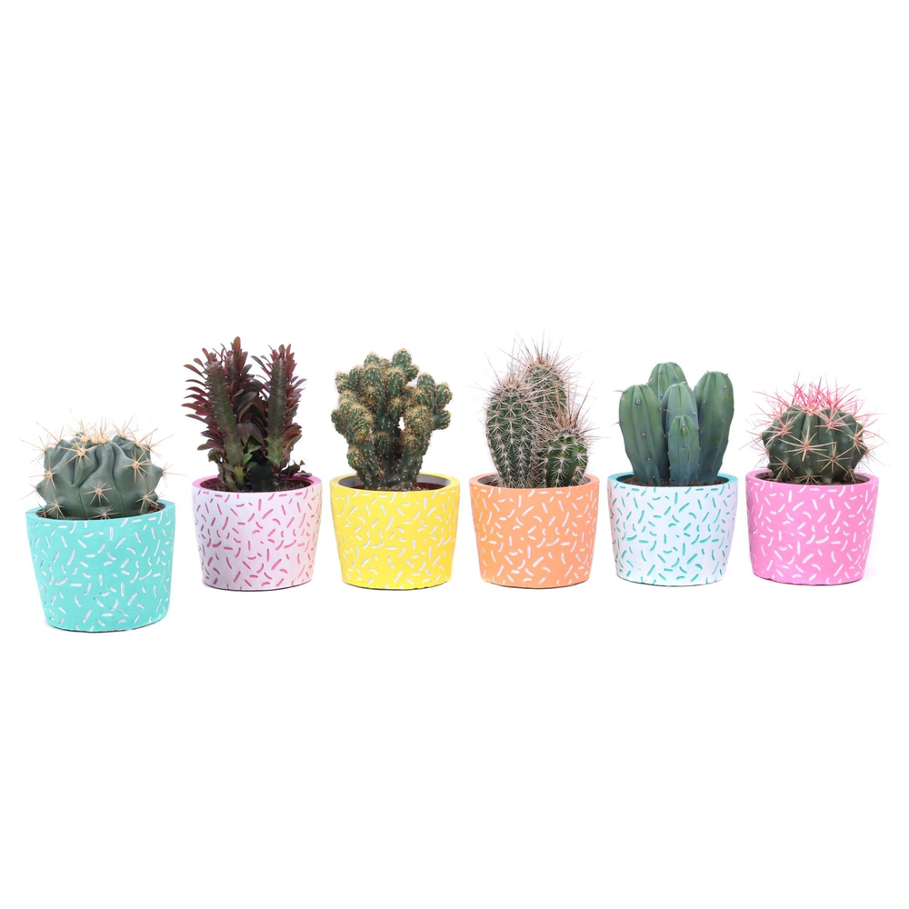 Cactus mix 10,5 cm in Merida sierpot.