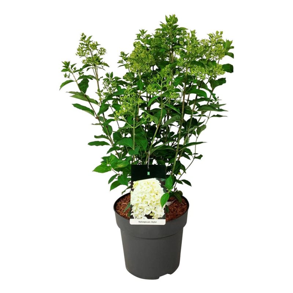 Hydrangea pan. 'Skyfall' ®.