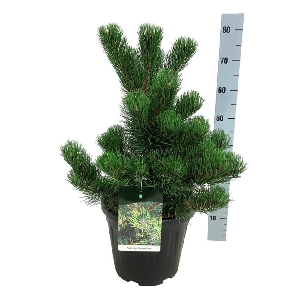 Pinus nigra 'Oregon Green'.