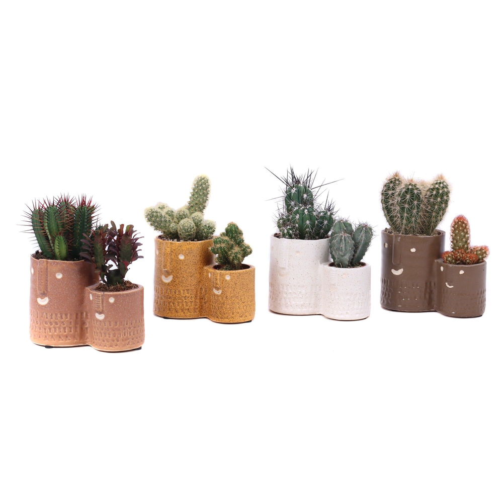 Cactus mix 5,5 cm en 8,5 cm in Zamora sierpot.