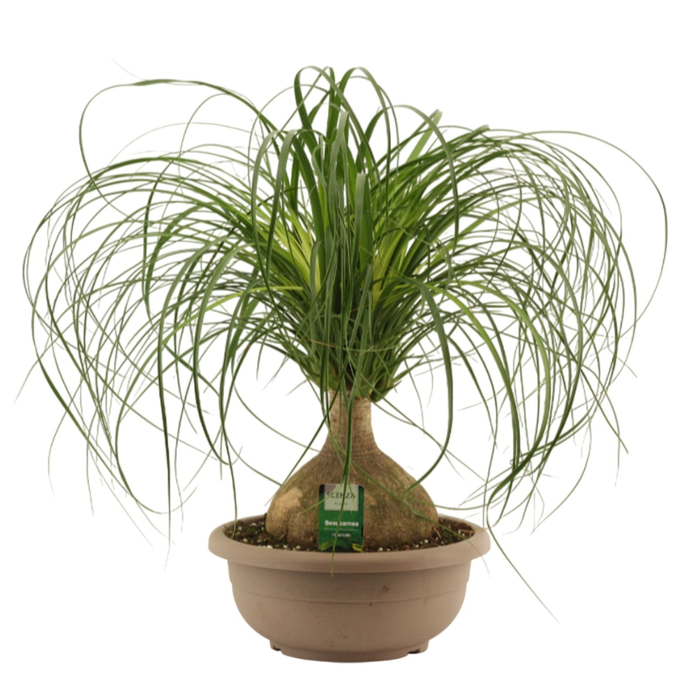 Beaucarnea bol 30 cm.