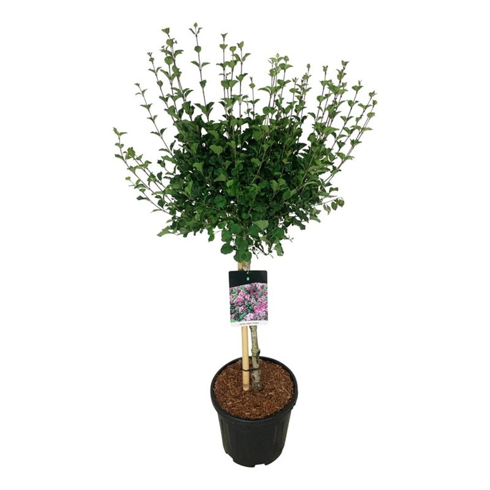 Syringa meyeri 'Palibin'.