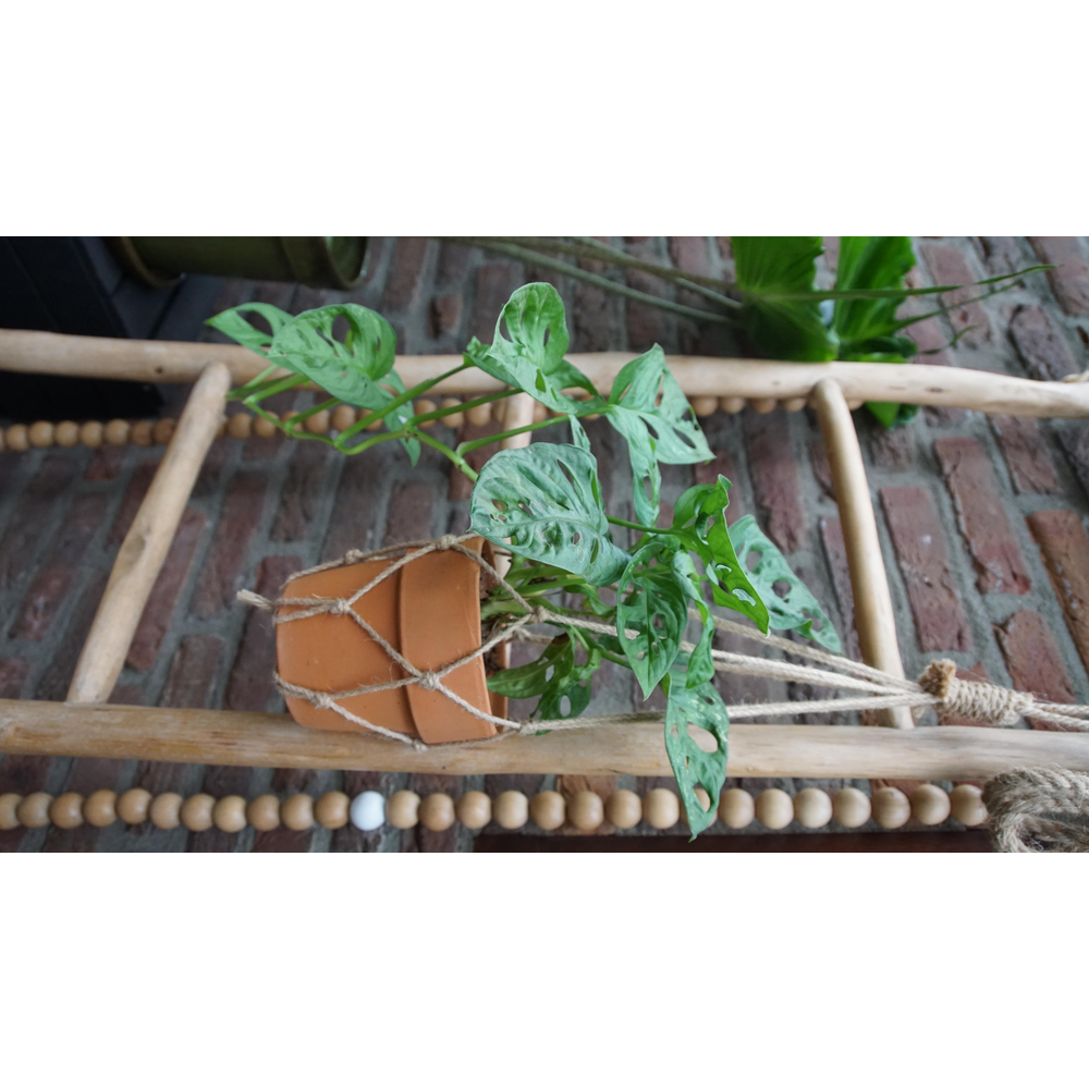 Monstera adansonii 12cm.