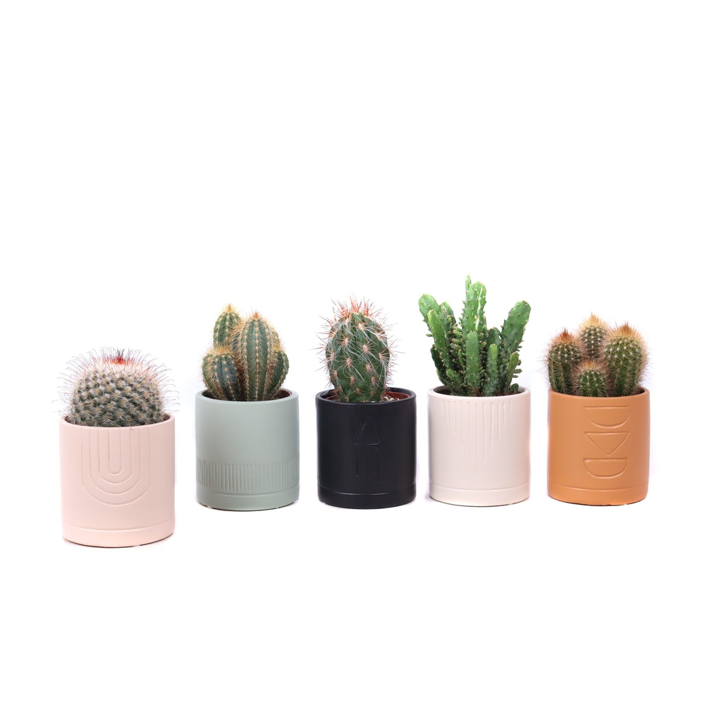 Cactus mix 8,5 cm in El Minya sierpot.