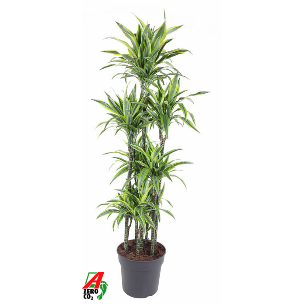 Dracaena Lemon Lime 120-carrousel.