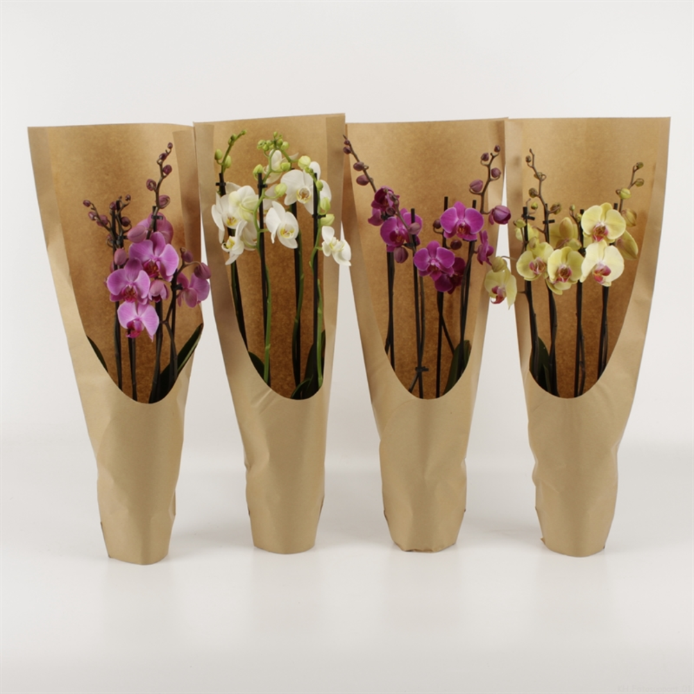 Phalaenopsis gemengd 4 tak gemengd ECO.