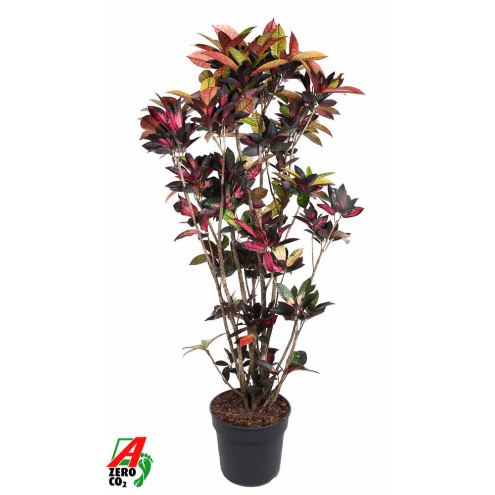 Codiaeum Mrs Iceton vertakt P40-180.