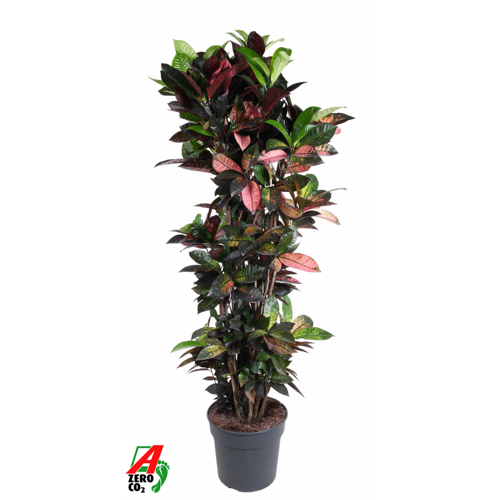 Codiaeum Mrs Iceton vertakt P34-180.