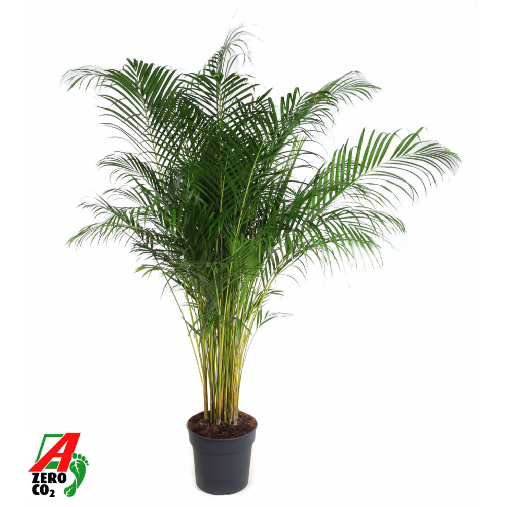 Dypsis Lutescens(Areca) P34.