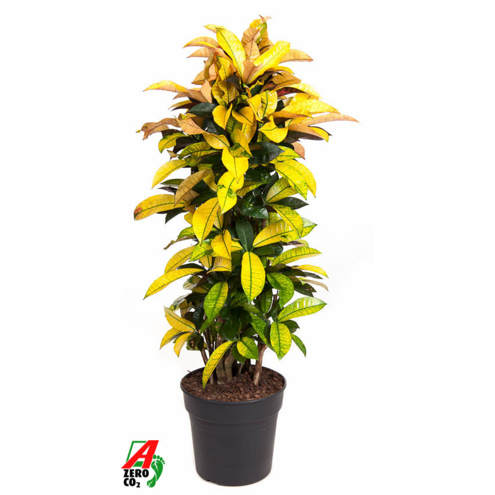 Codiaeum Mrs Iceton vertakt P31.