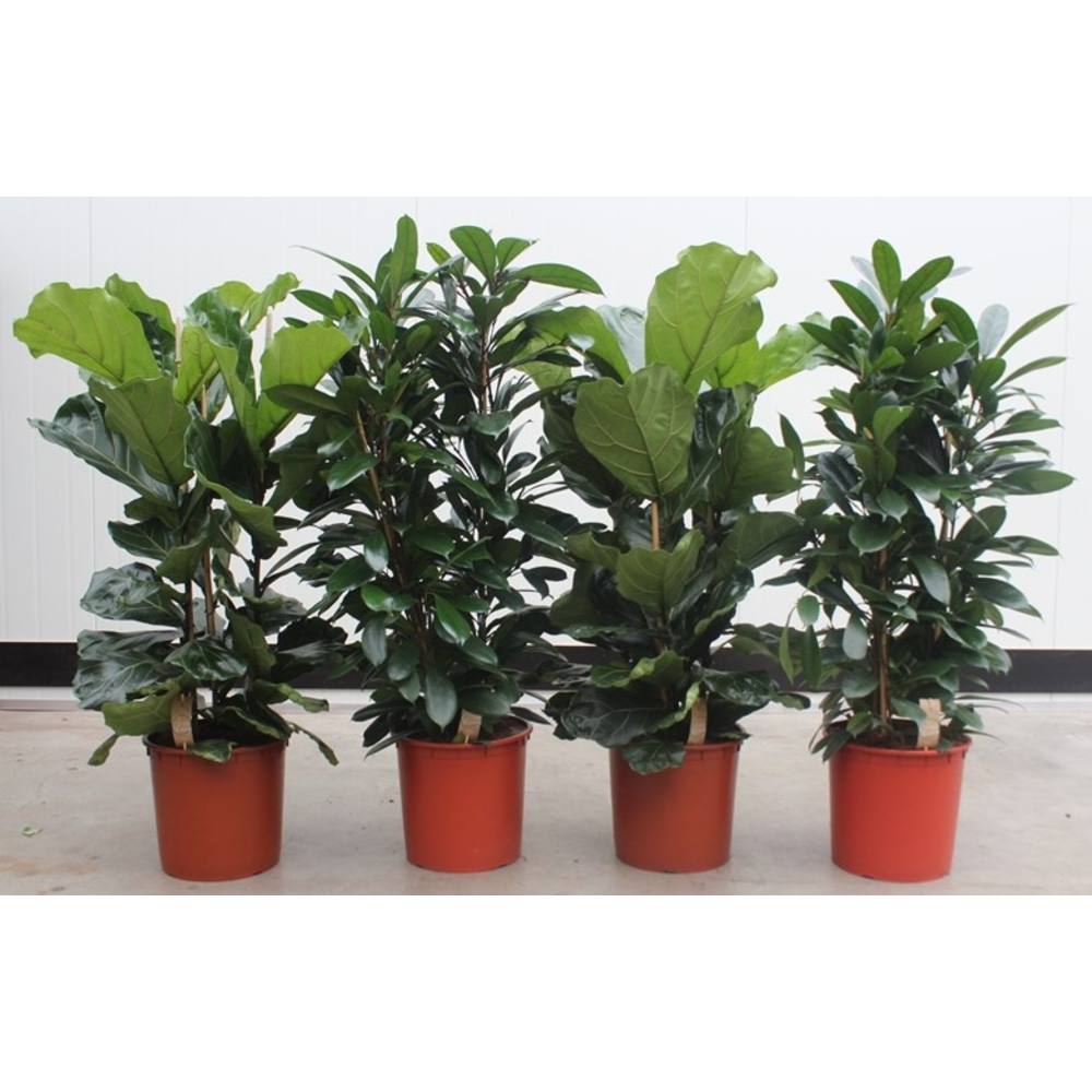 Mixkar Ficus 3 per pot.